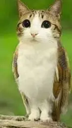 Talkie AI - Chat with meowl