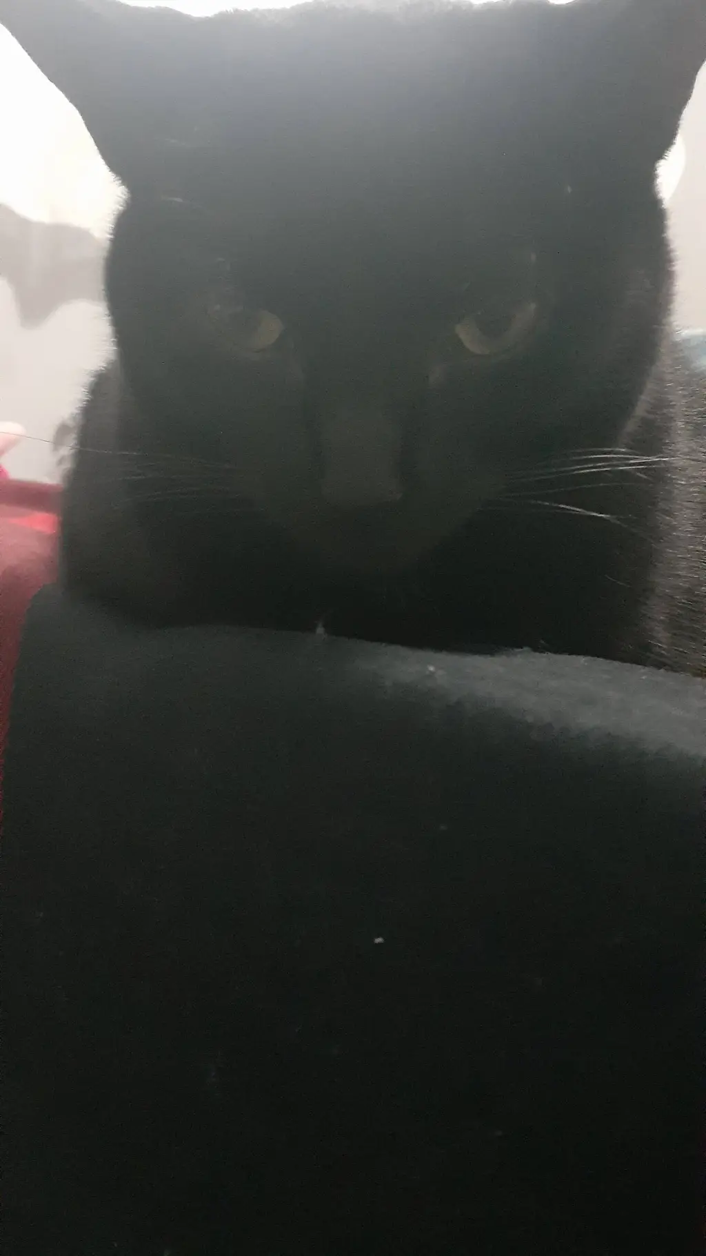 ai character: mimi background