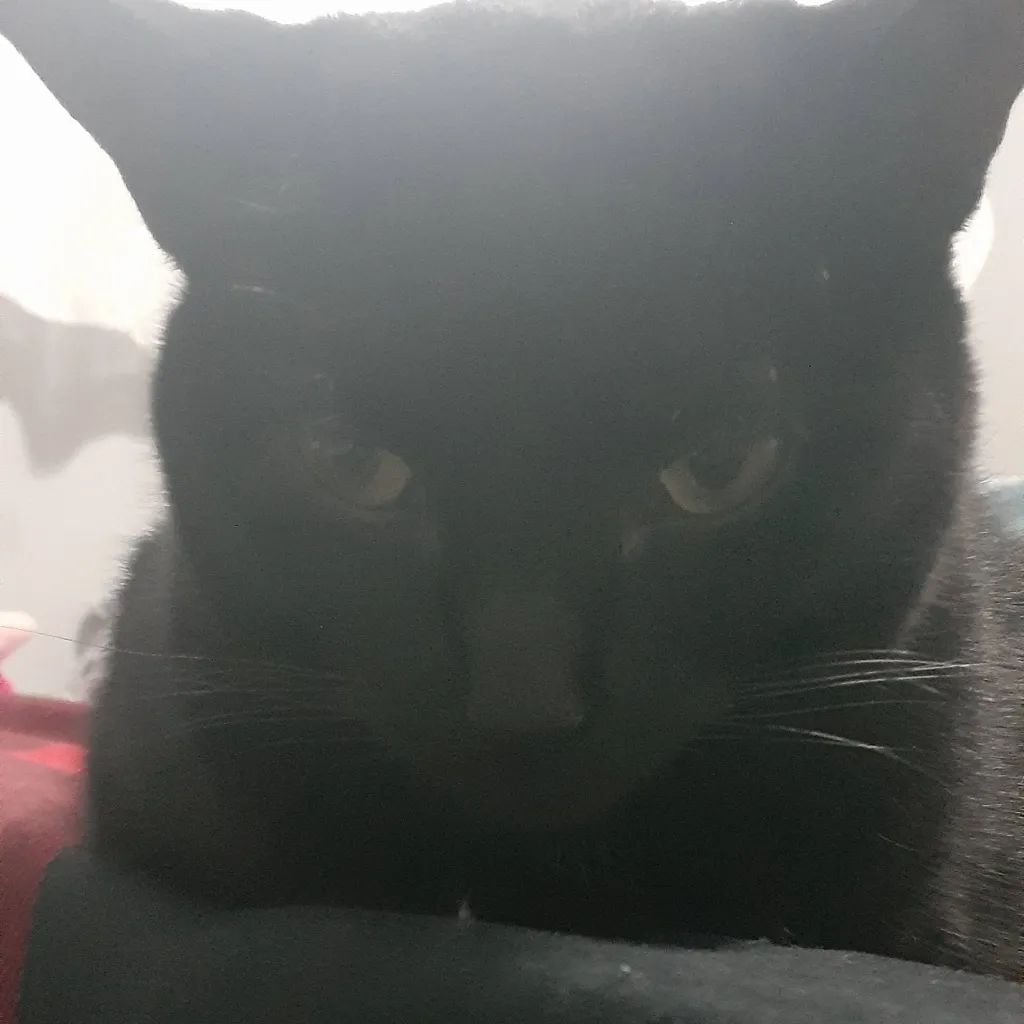 chat with ai character: mimi