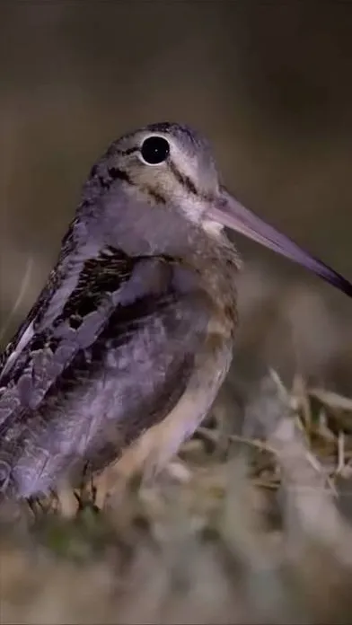 Talkie AI - Chat with American Woodcock