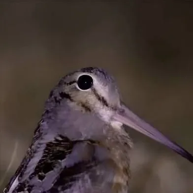 chat with ai character: American Woodcock