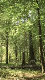 Talkie AI - Chat with The Wild Tribes