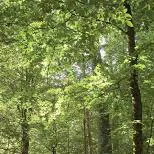 chat with ai character: The Wild Tribes