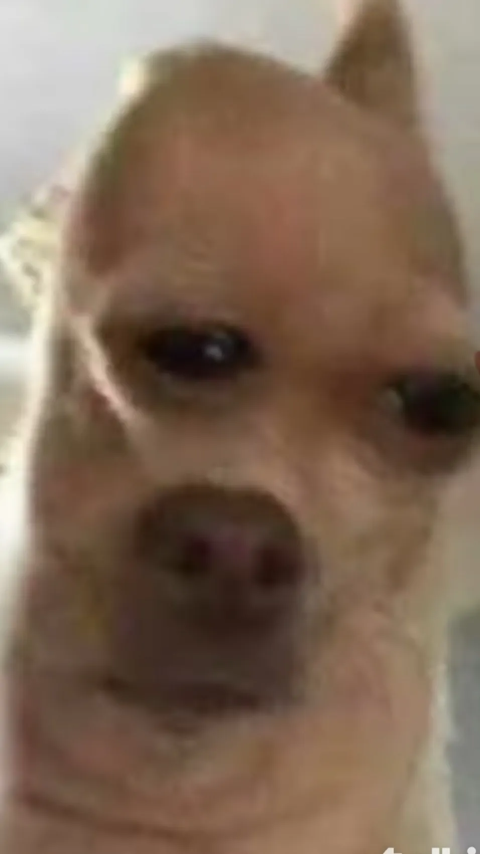 ai character: Frank the dog background