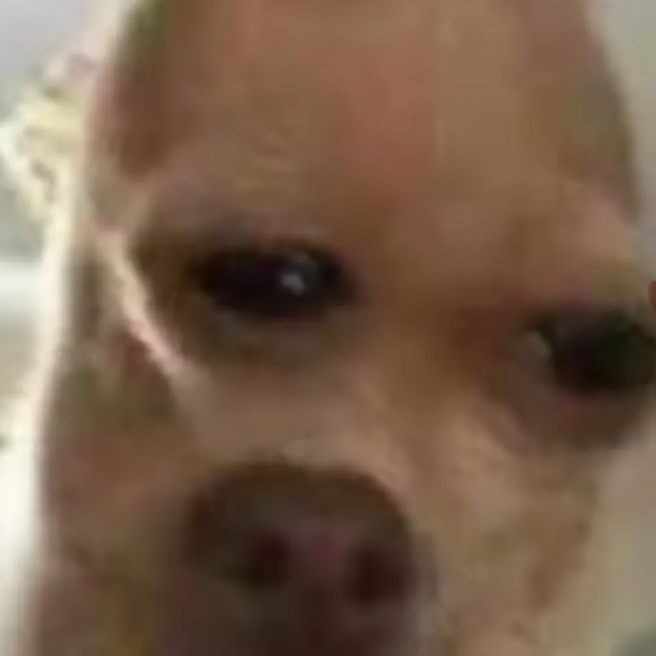 chat with ai character: Frank the dog