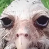 chat with ai character: Liela