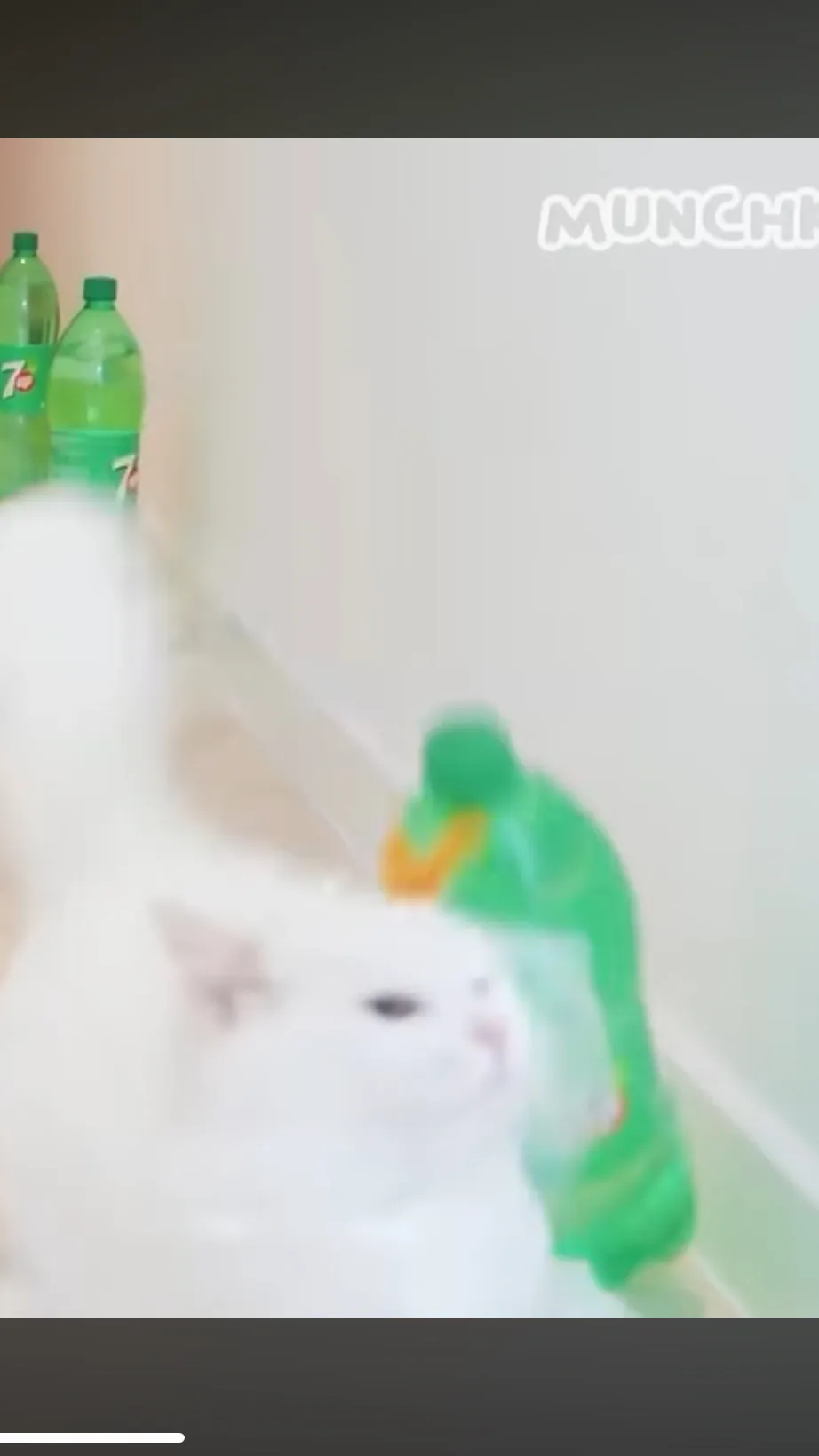 ai character: Anoying pet cat background