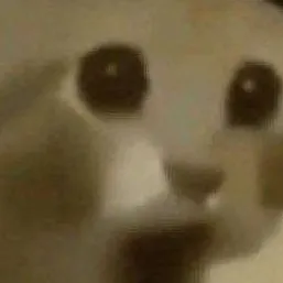 chat with ai character: Mr.wow cat 