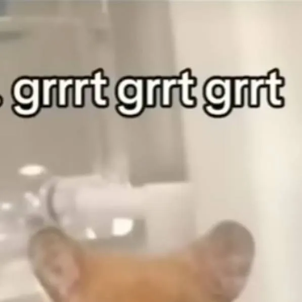 chat with ai character: grrrt grrt grrt