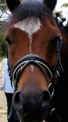 ai character: Chesty ✨ background