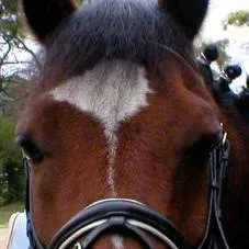 chat with ai character: Chesty ✨