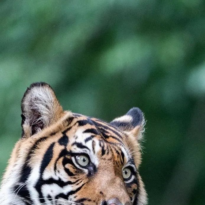 chat with ai character: Royal Bengal..last