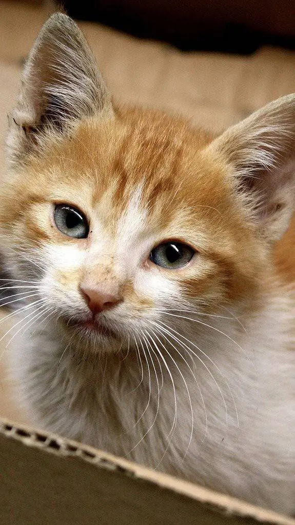 ai character: Homeless cat background