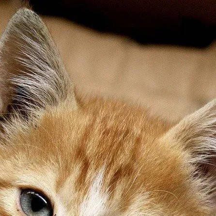 chat with ai character: Homeless cat