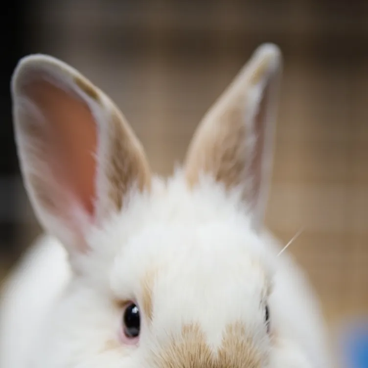 chat with ai character: you can name her