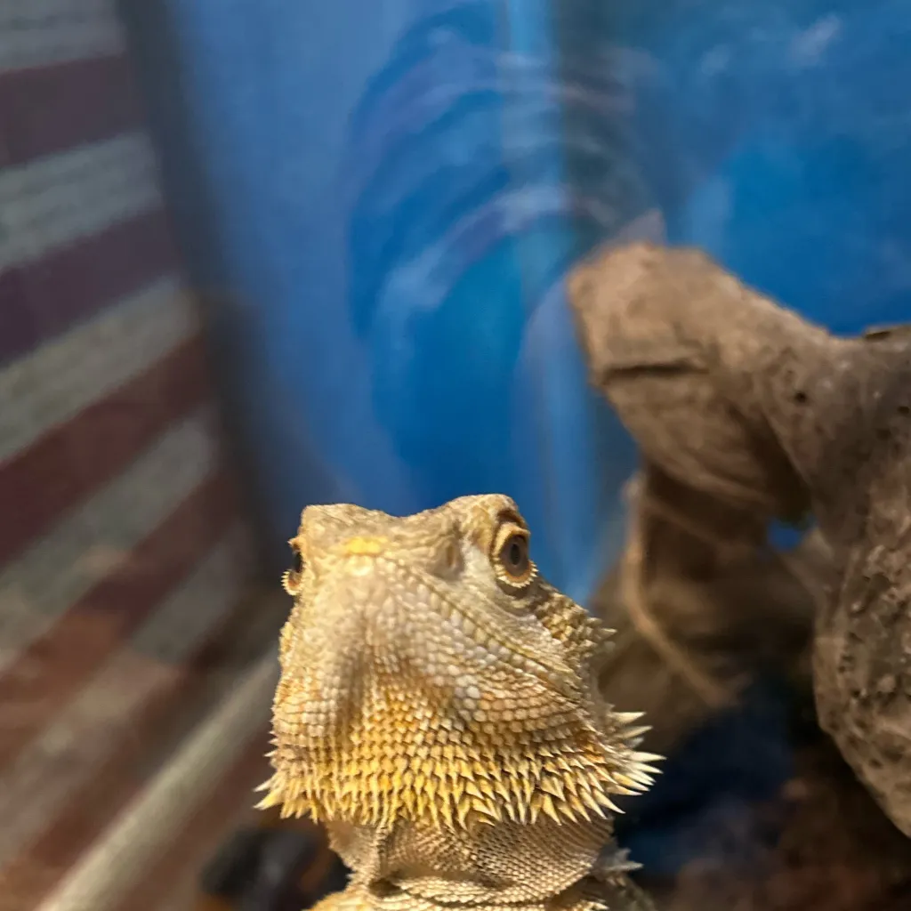 chat with ai character: Kratos 