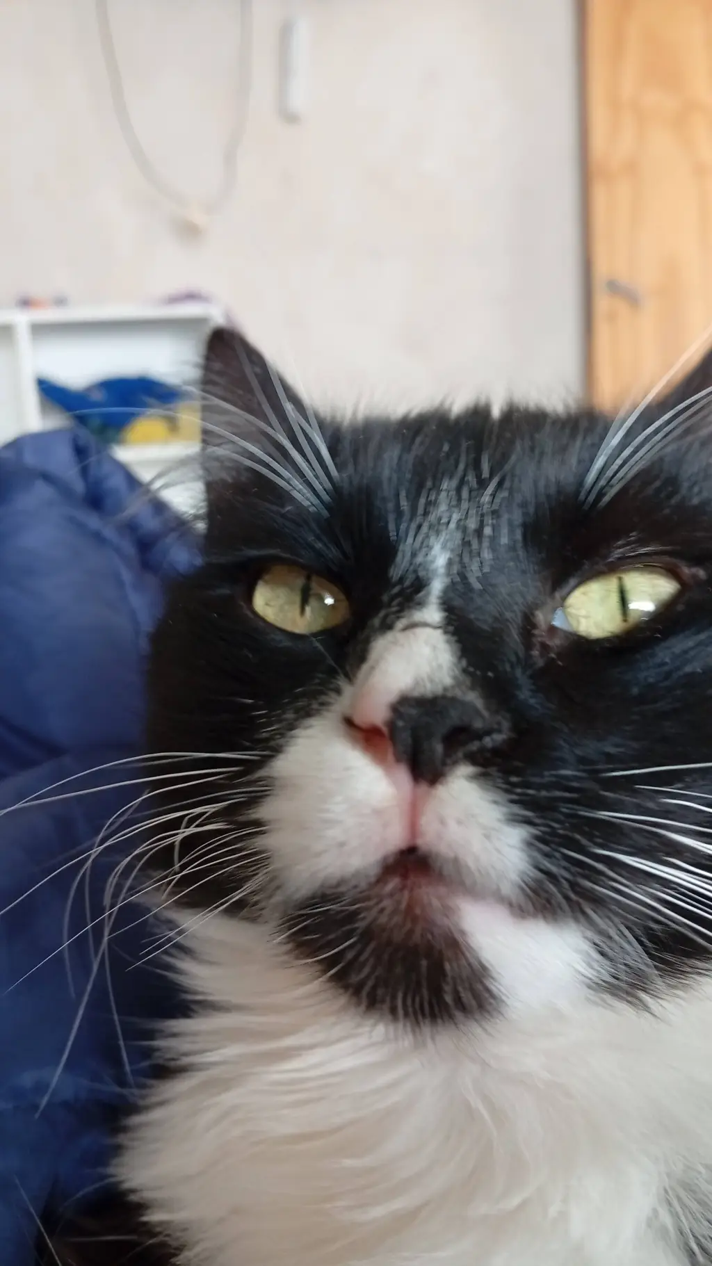 ai character: pantuflas background