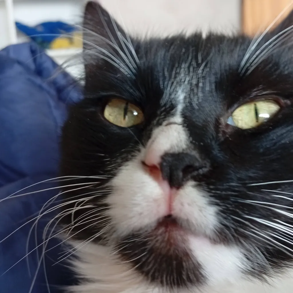 chat with ai character: pantuflas