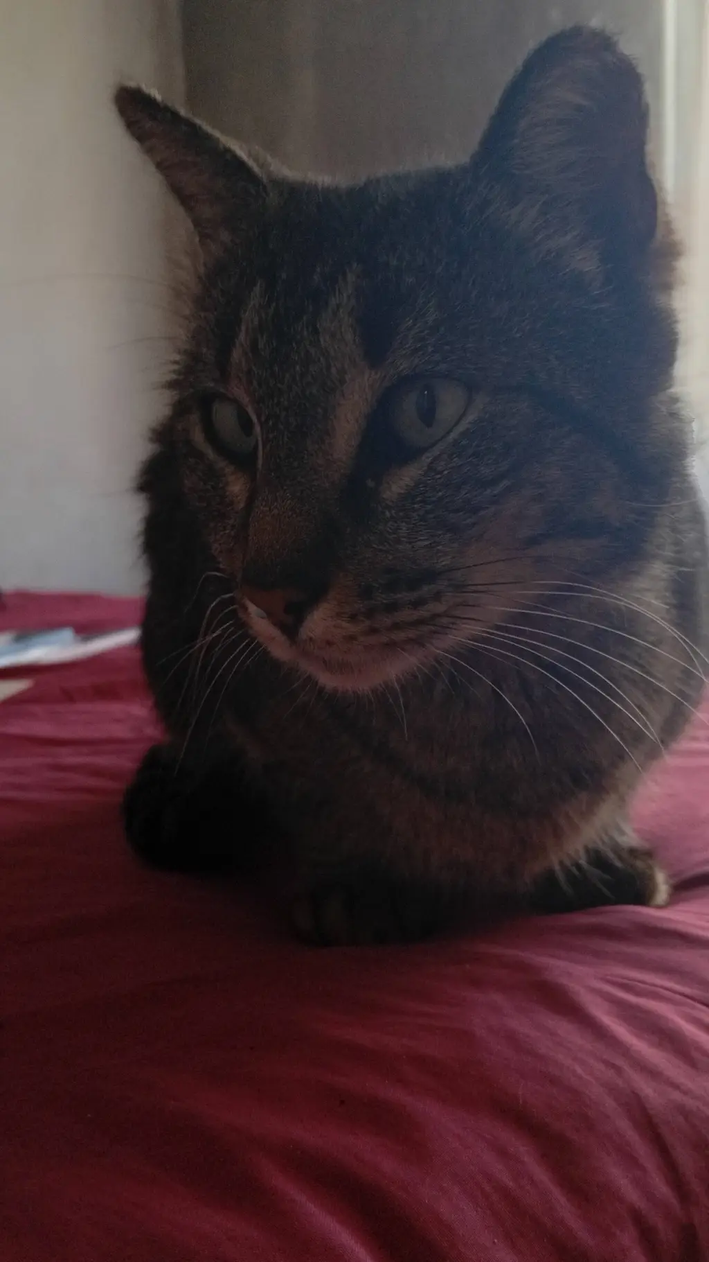 ai character: pelusa background