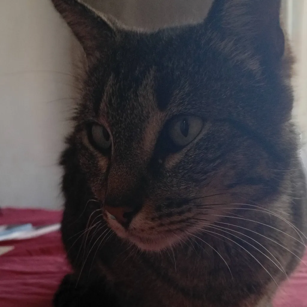 chat with ai character: pelusa