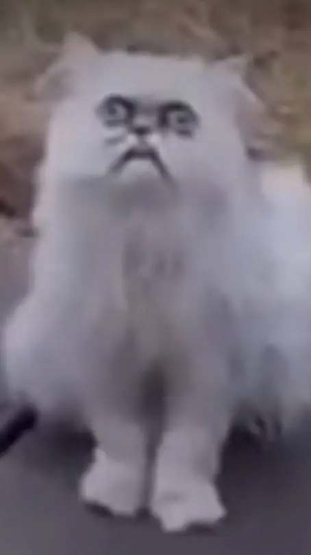 ai character: tu adorable gatito background