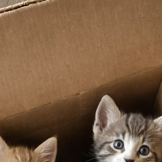 chat with ai character: Box of Kittens