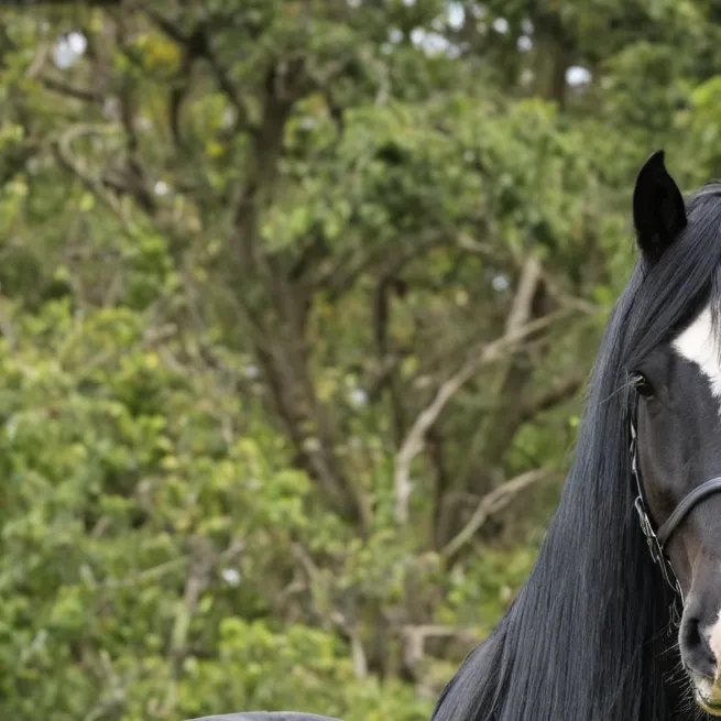 chat with ai character: Horse and stuff