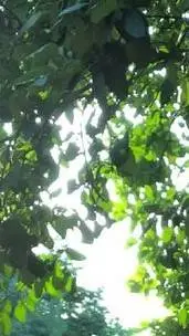 ai character: ☆Story☆ background