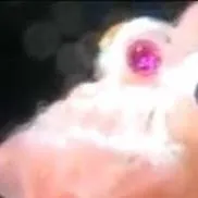 chat with ai character: כתגד