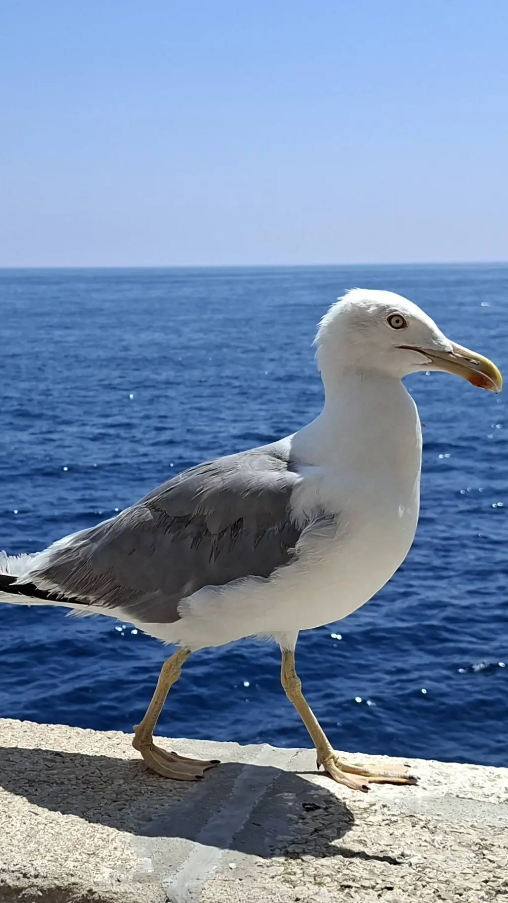 ai character: Seagull(s) background