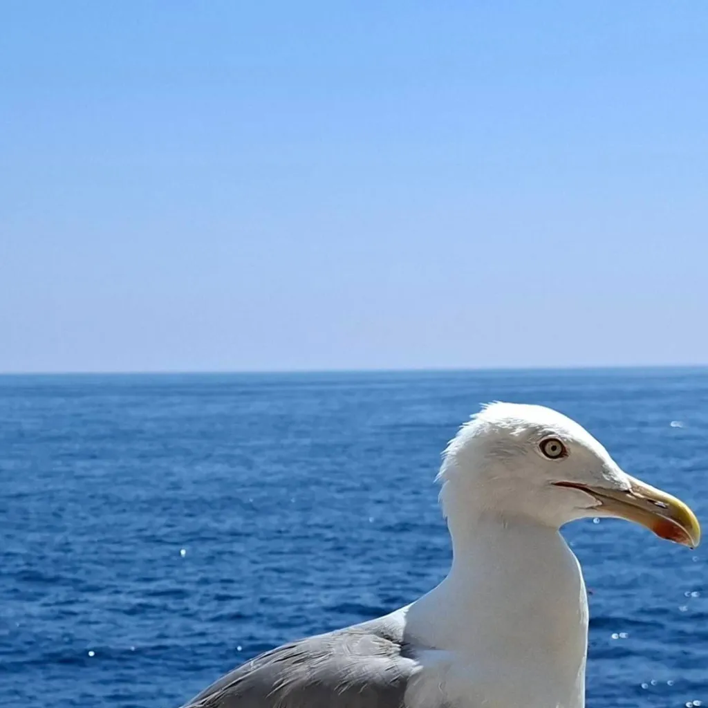 chat with ai character: Seagull(s)