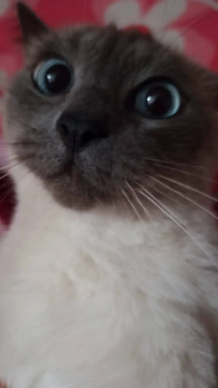 ai character: Chiiro background