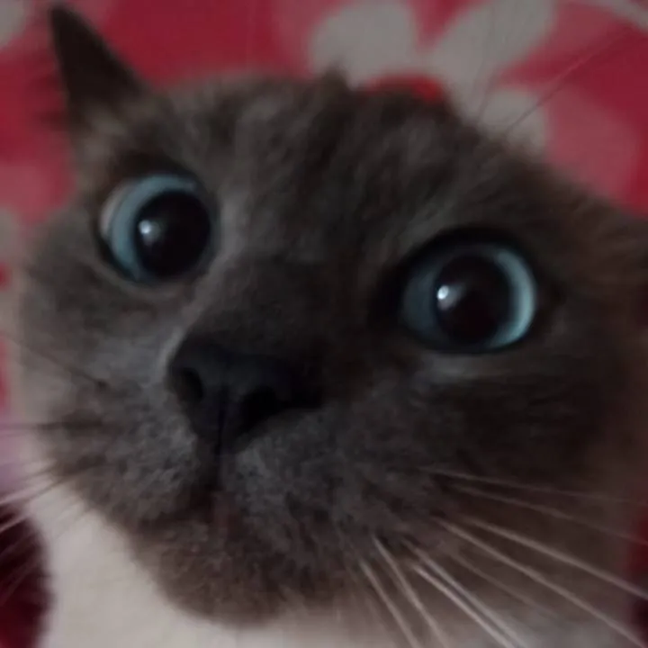 chat with ai character: Chiiro