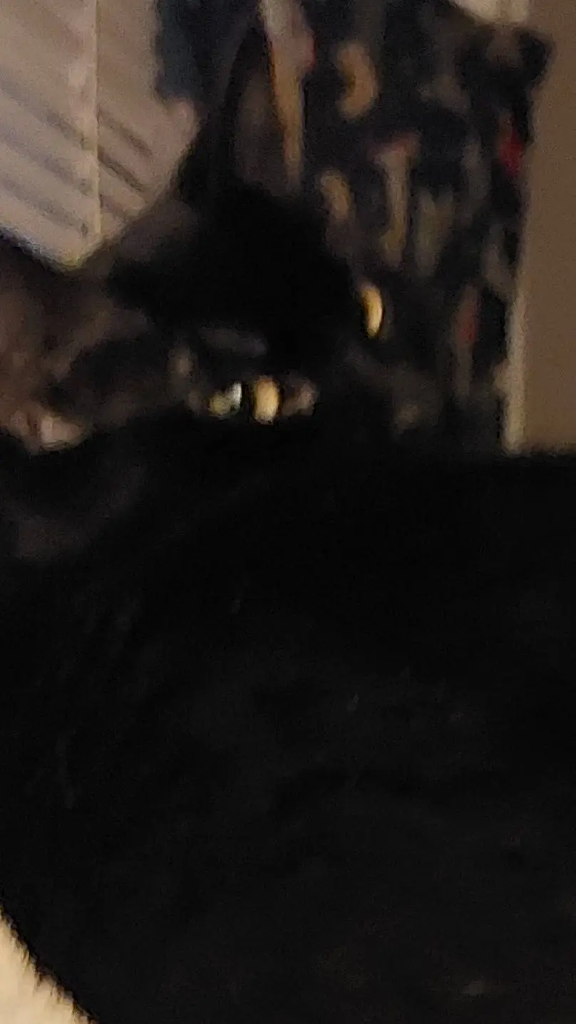 ai character: your cat nova  background