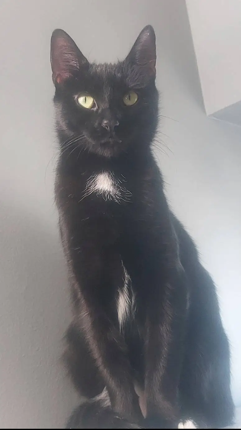 ai character: cat background