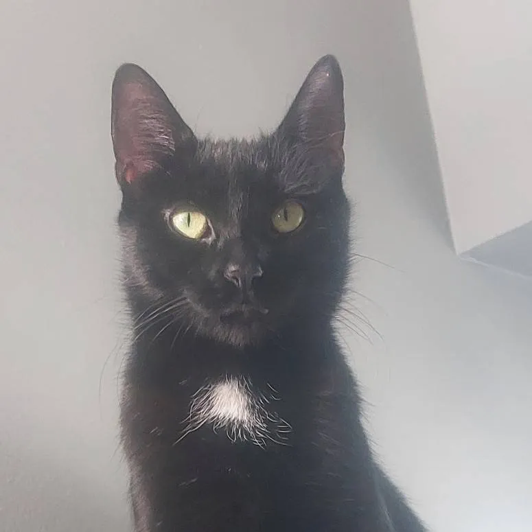 chat with ai character: cat