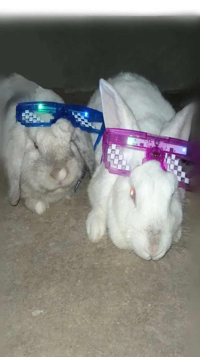 ai character: tus conejos background