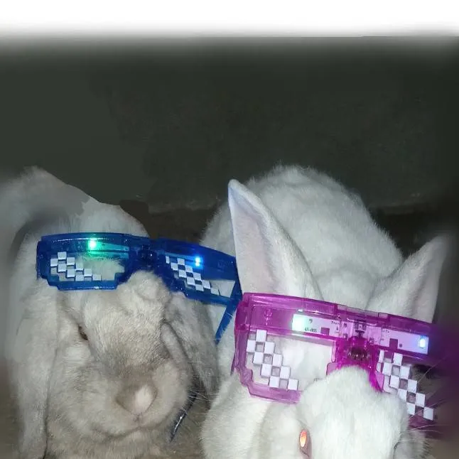 chat with ai character: tus conejos