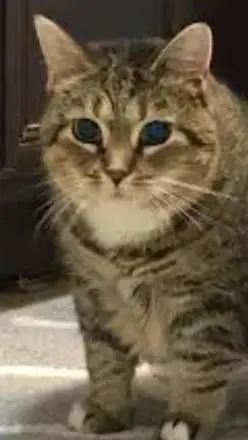 ai character: Ethel the cat background