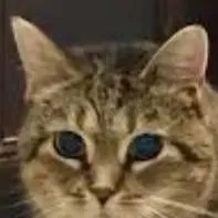 chat with ai character: Ethel the cat