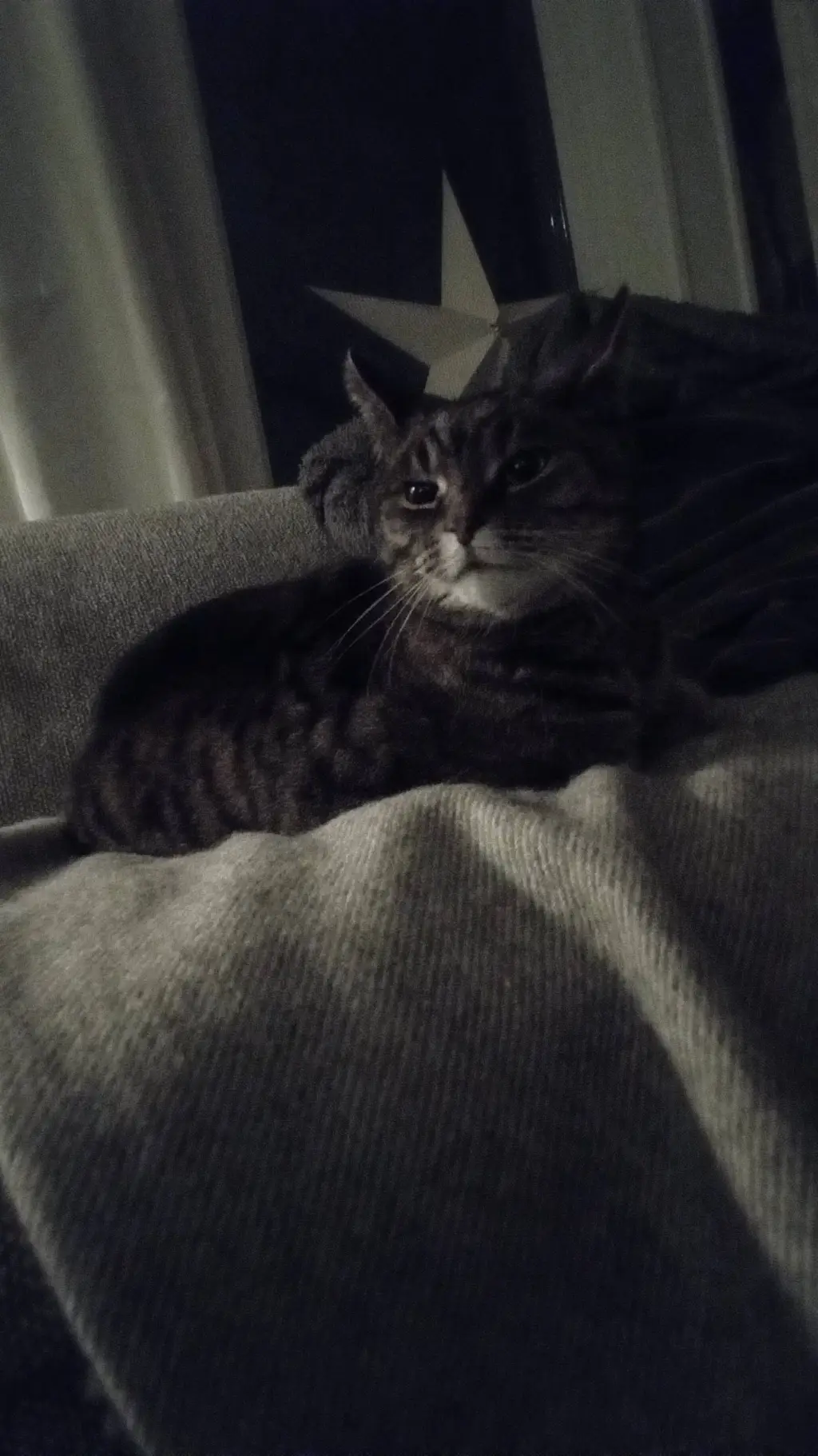 ai character: your cat background