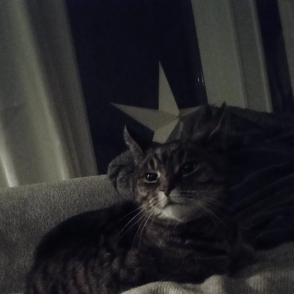 chat with ai character: your cat