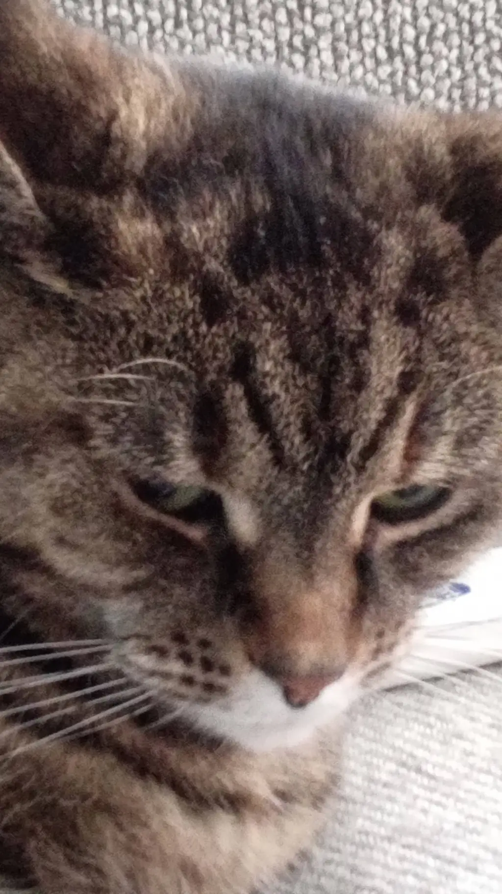 ai character: angry cat background