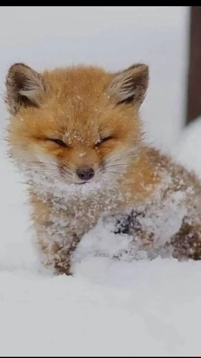 ai character: abandoned baby fox background