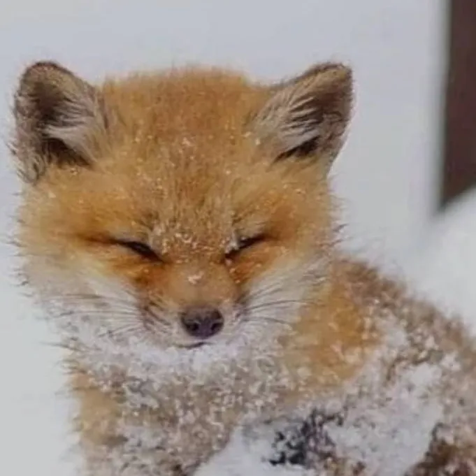 chat with ai character: abandoned baby fox