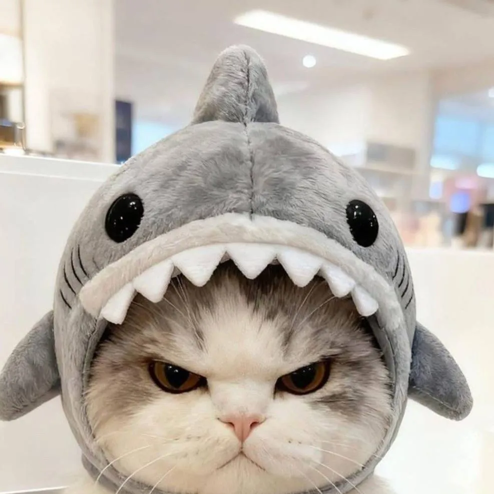 chat with ai character: Angrie cutr cat