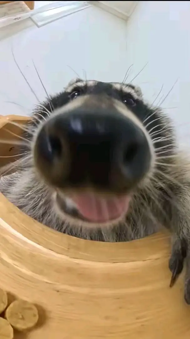 ai character: Racoon in Forsaken background