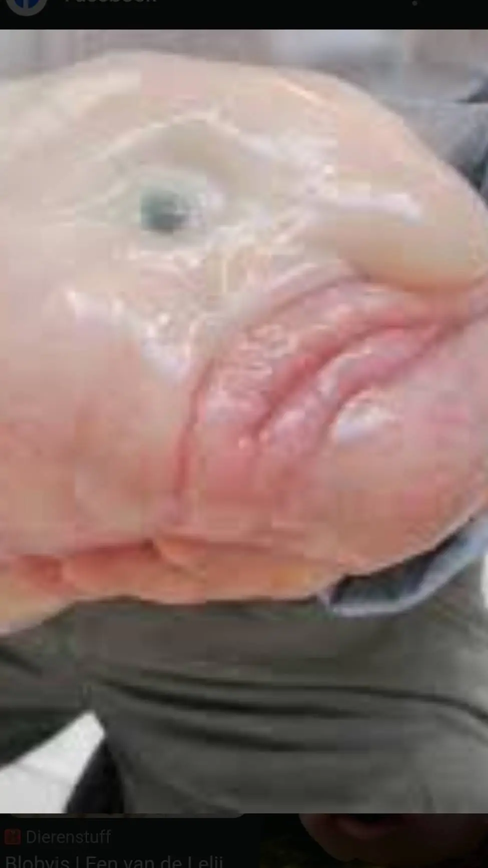 ai character: blobfish background