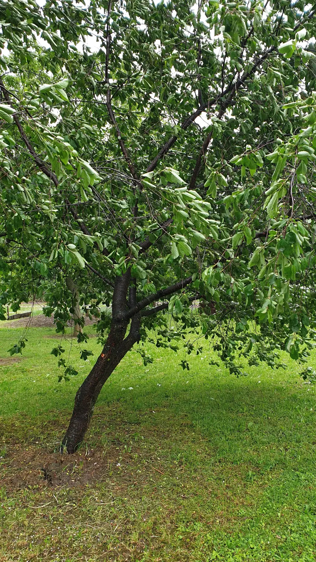 ai character: tree background
