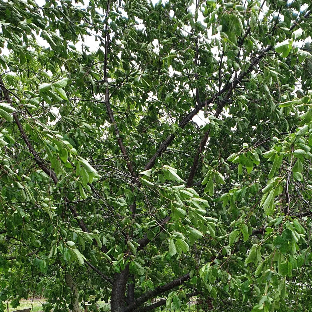 chat with ai character: tree